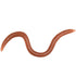 Rame (earthworms)