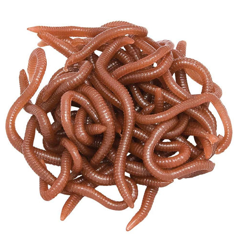 Rame (earthworms)
